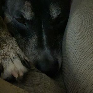 Meet your Posher, Nolan